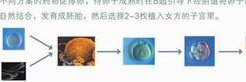 2026年国内无结婚证在吉尔吉斯斯坦做试管的费用贵吗？十二万够吗？